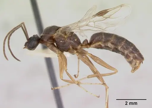 Formica incerta - CASENT0172882