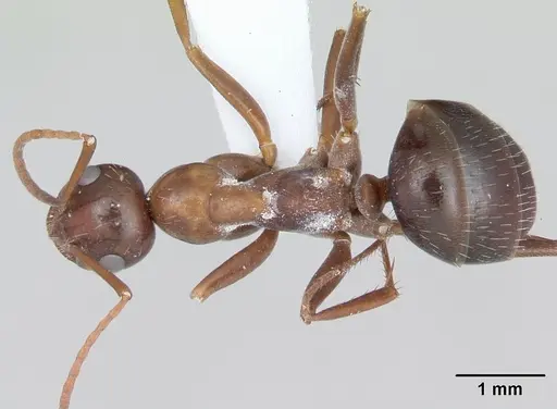 Formica incerta - CASENT0172883