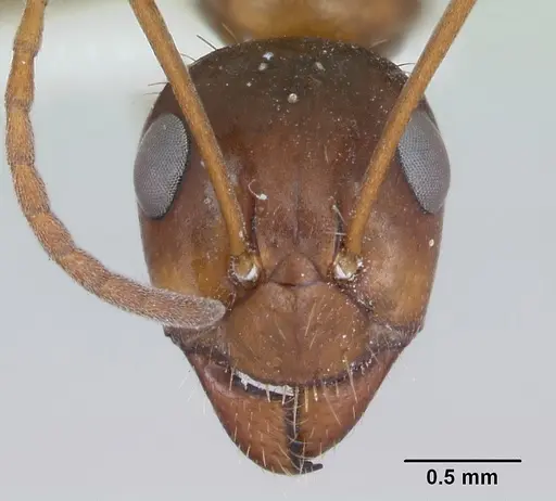 Formica incerta - CASENT0172883