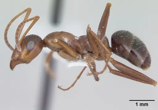 Formica incerta - CASENT0172883