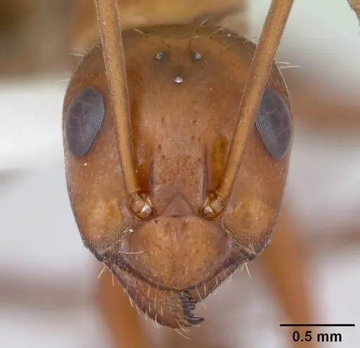 Formica incerta - CASENT0172884