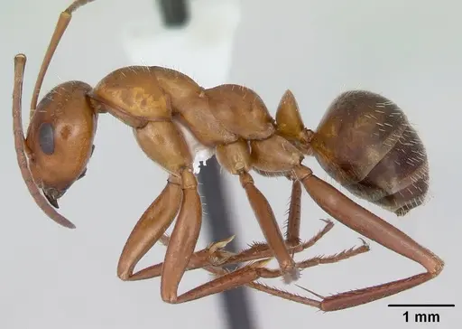 Formica incerta - CASENT0172884