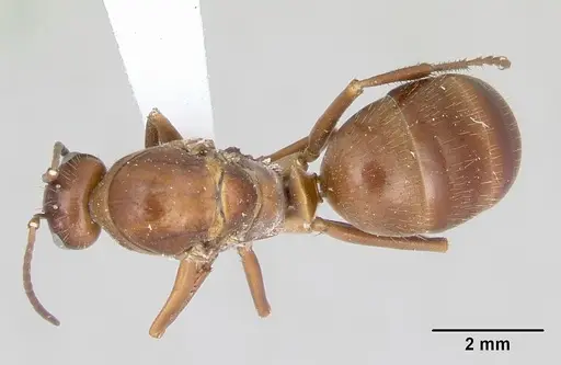 Formica incerta - CASENT0172885