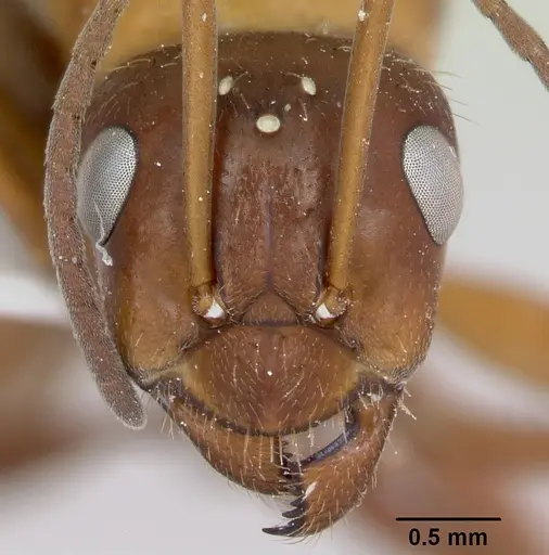 Formica incerta - CASENT0172885