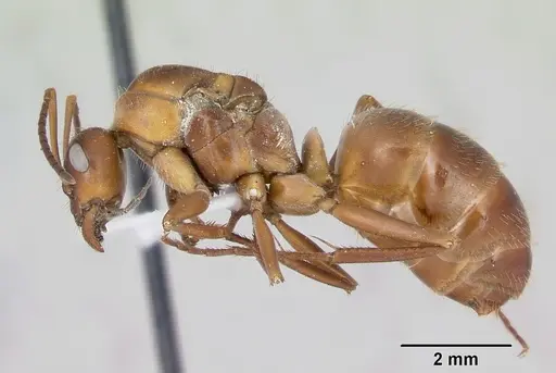 Formica incerta - CASENT0172885