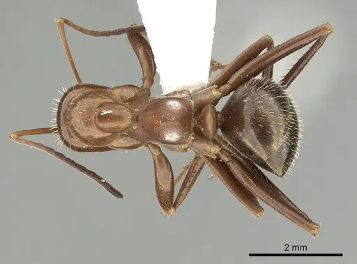 Formica incerta - CASENT0280344