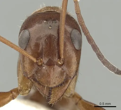 Formica incerta - CASENT0280344