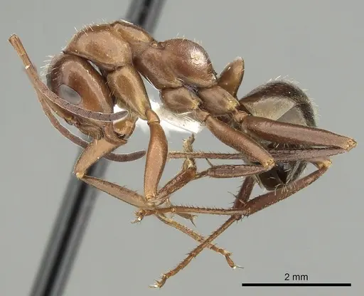 Formica incerta - CASENT0280344