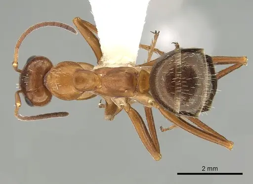 Formica incerta - CASENT0280346