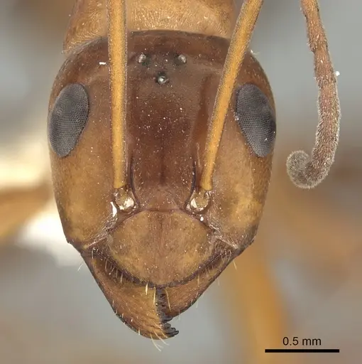 Formica incerta - CASENT0280346