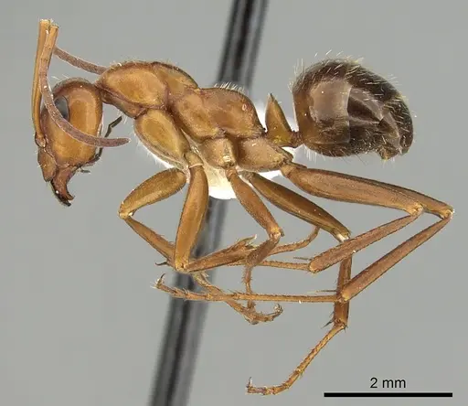 Formica incerta - CASENT0280346