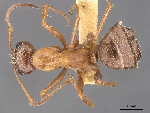 Formica incerta - CASENT0905708