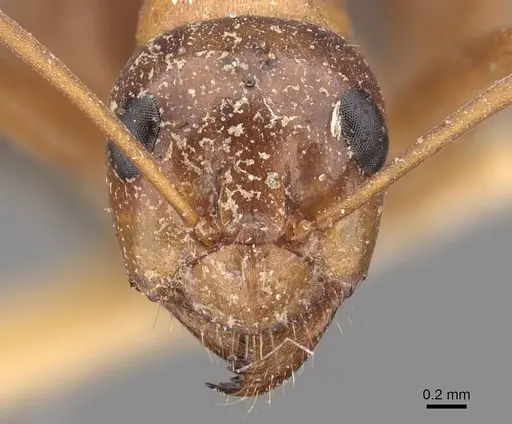 Formica incerta - CASENT0905708