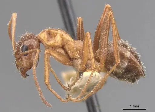 Formica incerta - CASENT0905708