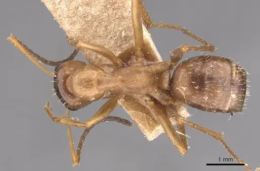 Formica incerta - CASENT0905710