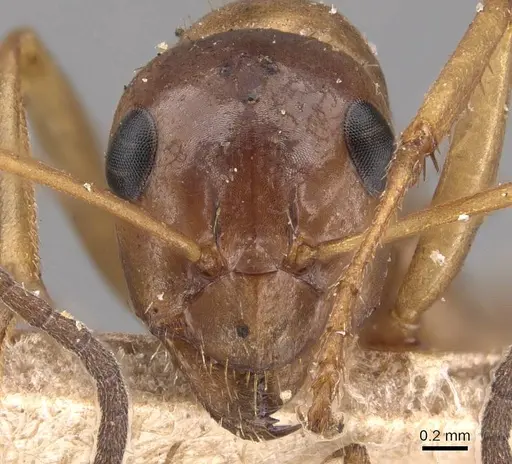 Formica incerta - CASENT0905710