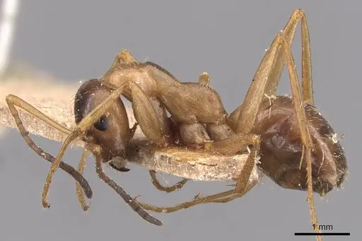 Formica incerta - CASENT0905710