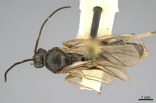 Formica incerta - CASENT0923618