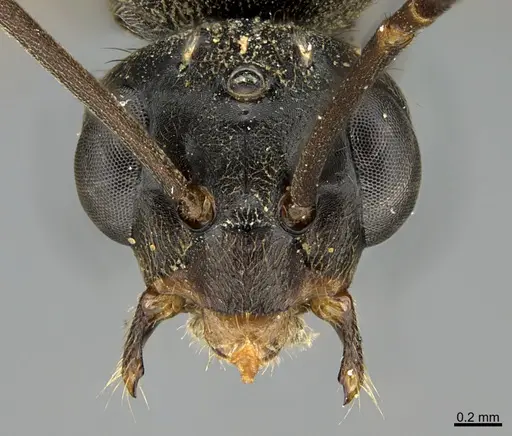 Formica incerta - CASENT0923618