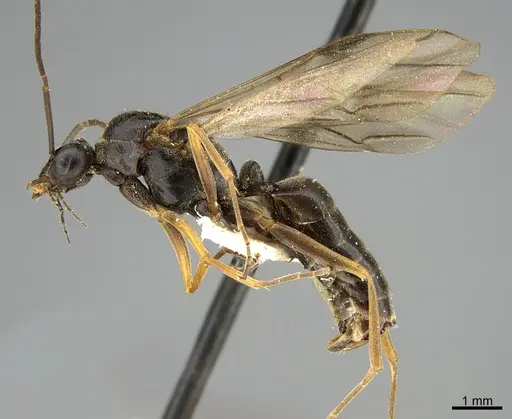 Formica incerta - CASENT0923618