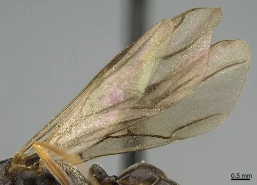 Formica incerta - CASENT0923618