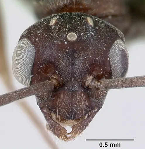 Formica indianensis specimen