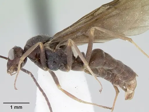 Formica indianensis specimen