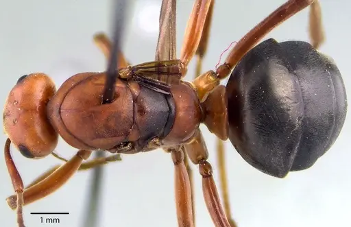 Formica integra specimen