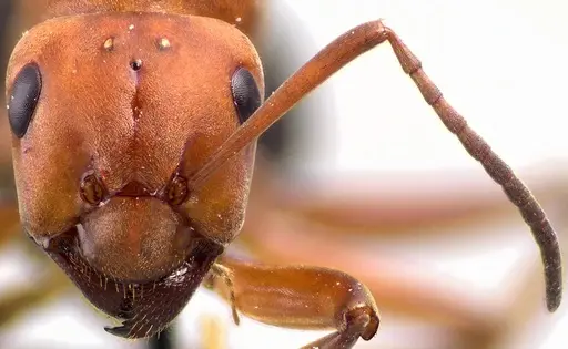 Formica integra specimen
