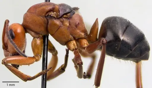 Formica integra specimen