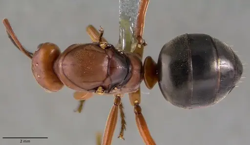 Formica integra - ANTWEB1041778