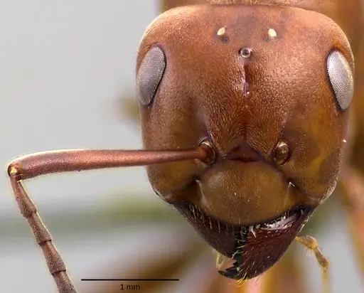 Formica integra - ANTWEB1041778