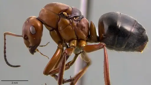 Formica integra - ANTWEB1041778