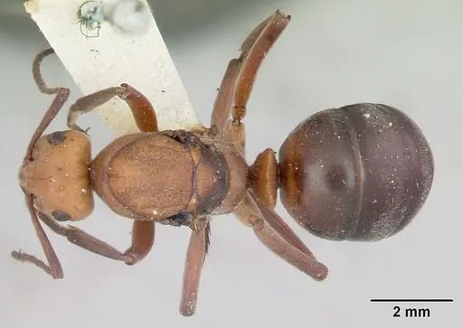 Formica integra - CASENT0103370