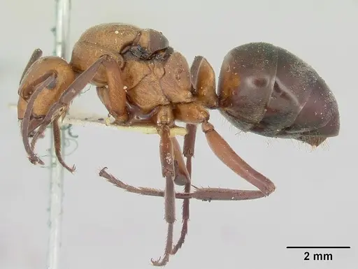 Formica integra - CASENT0103370