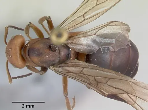 Formica integra - CASENT0103371