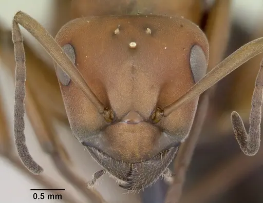 Formica integra - CASENT0103371