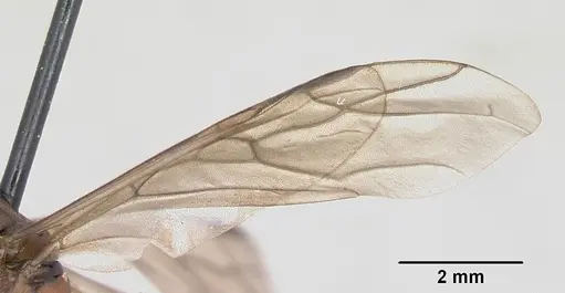 Formica integra - CASENT0103371