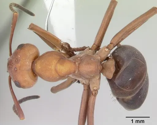 Formica integra - CASENT0105554