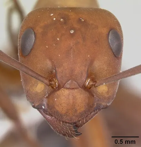 Formica integra - CASENT0105554