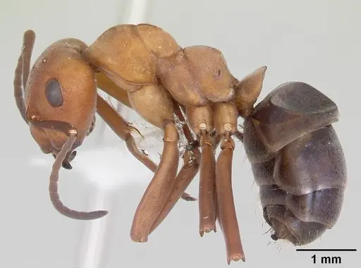 Formica integra - CASENT0105554