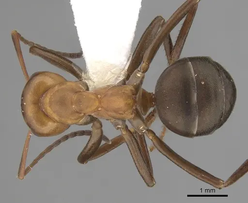 Formica integra - CASENT0280396