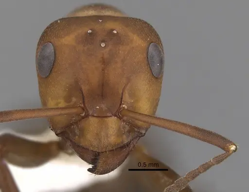 Formica integra - CASENT0280396