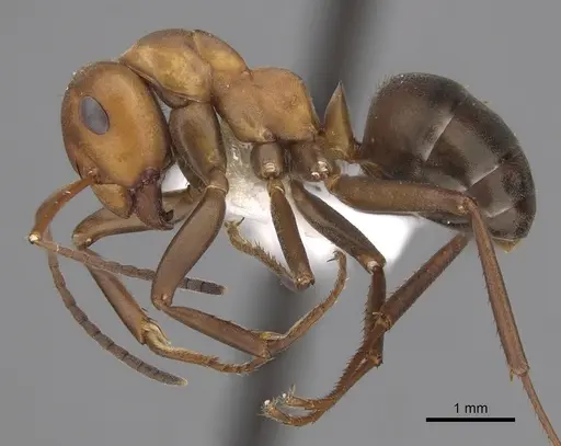 Formica integra - CASENT0280396