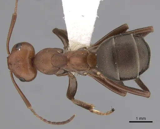 Formica integra - CASENT0280397