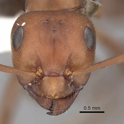 Formica integra - CASENT0280397