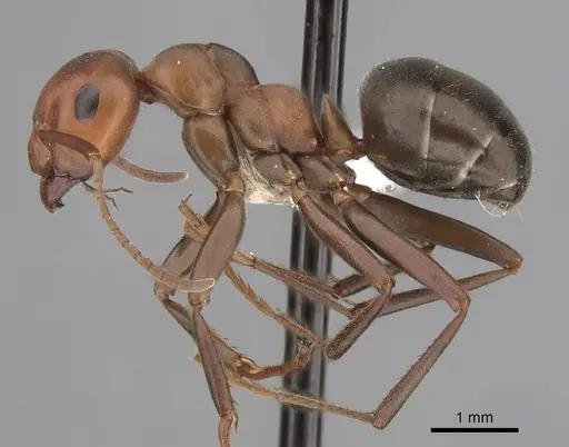 Formica integra - CASENT0280397