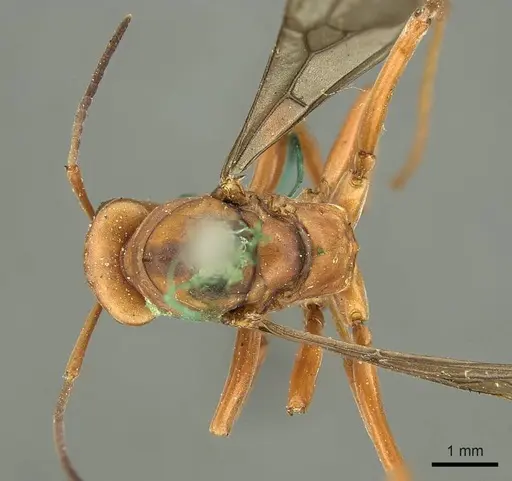 Formica integra - CASENT0915636