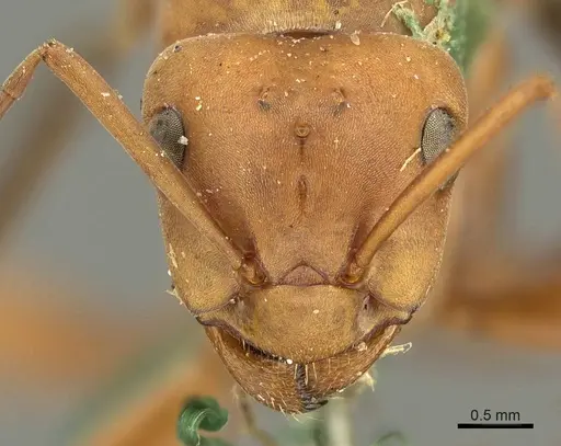 Formica integra - CASENT0915636