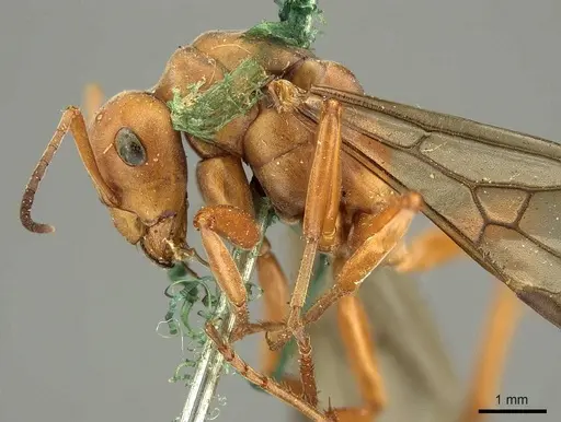 Formica integra - CASENT0915636